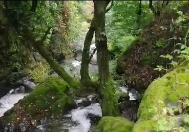 نمایی از طبیعت تابستانی در رانکوه + فیلم