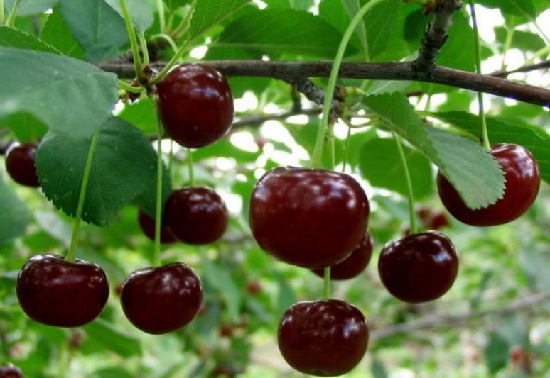 آغاز برداشت گیلاس از باغات خمین