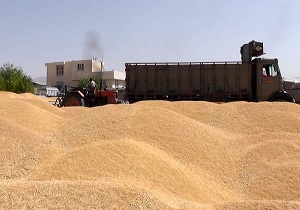 خرید گندم دراستان قزوین از مرز ۱۰۵ هزار تن گذشت