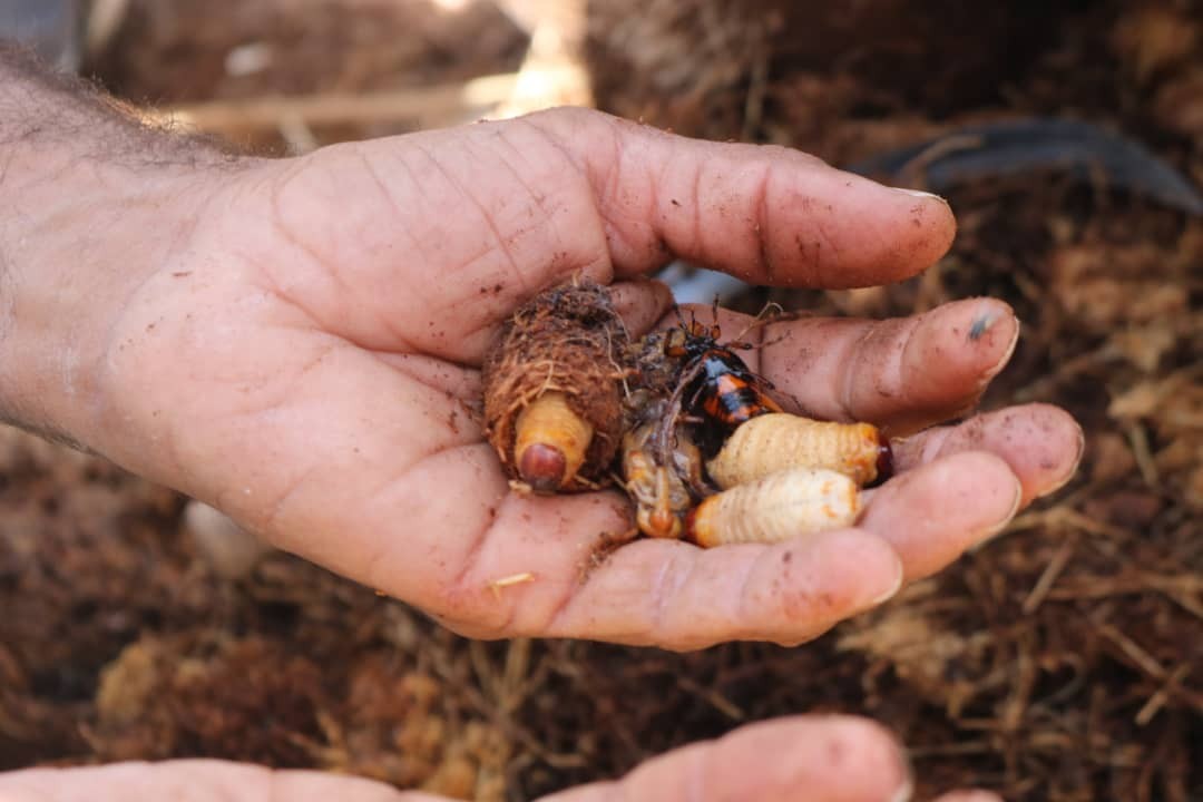 &zwnj;شناسایی ۴۷۰ اصله خرما آلوده به آفت در منوجان