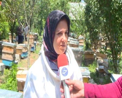پیش بینی افزایش ۱۰ درصدی برداشت عسل در گیلان