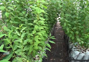 تولید سالانه ۴۰۰ هزار اصله نهال هسته دار در روستای مصطفی آباد