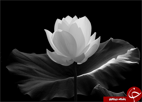 چطور پرتره&zwnj;های سیاه و سفید خوبی بگیریم؟ +ترفند&zwnj;هایی برای آنکه یک عکاس سیاه و سفید شوید!