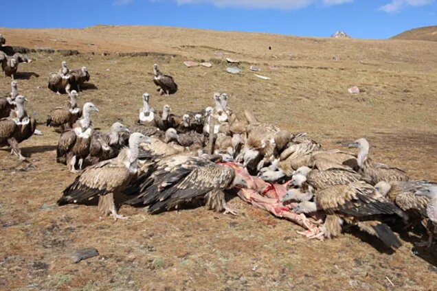 ۱۰ روش خوفناک برای تدفین مردگان / خوردن اجساد توسط انسان تا مراسم وحشتناک ساتی