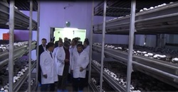 بازدید هیات عراقی از کارخانه تولید قارچ سروآباد