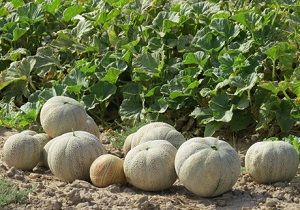 برداشت ۱۸ هزار تن طالبی از مزارع کشاورزی قم