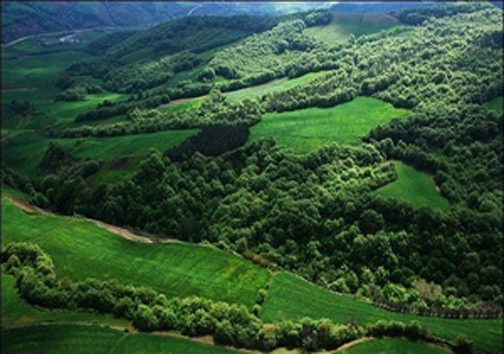 مدیریت سنتی جنگل&zwnj;های هیرکانی متوقف شود/نظر کارشناسان آزاد لحاظ نشد