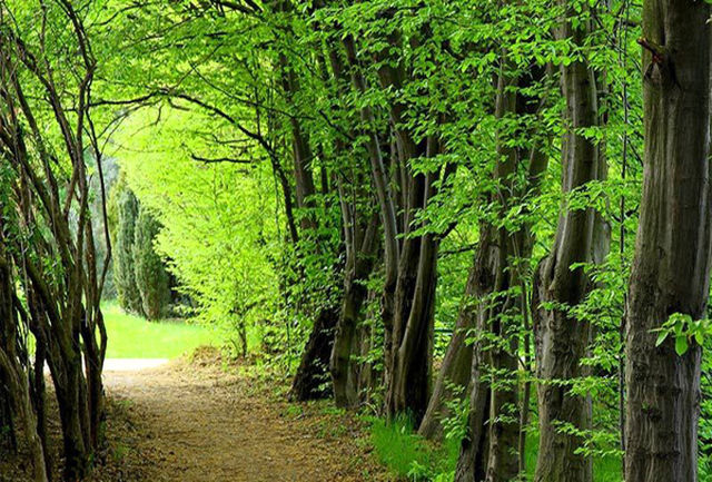 بازمانده&zwnj;ای از دوران عصر یخ بندان!