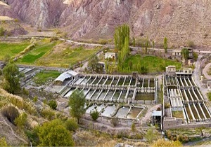 کسب رتبه اول تولید ماهیان سردآبی برای دهمین سال متوالی