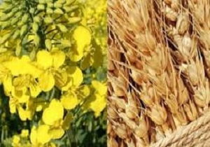 خرید ۱۱۰ هزار تن گندم از کشاورزان استان قزوین