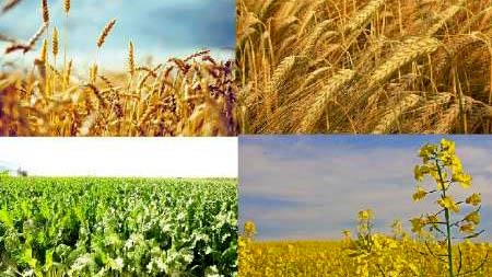 برگزاری تور&zwnj;های رسانه&zwnj;ای برای ظرفیت کشاورزی