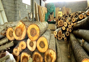 روسیه و گرجستان مبداء واردات چوب به ایران/ آژیر فرسودگی ماشین آلات صنعت چوب بصدا درآمد