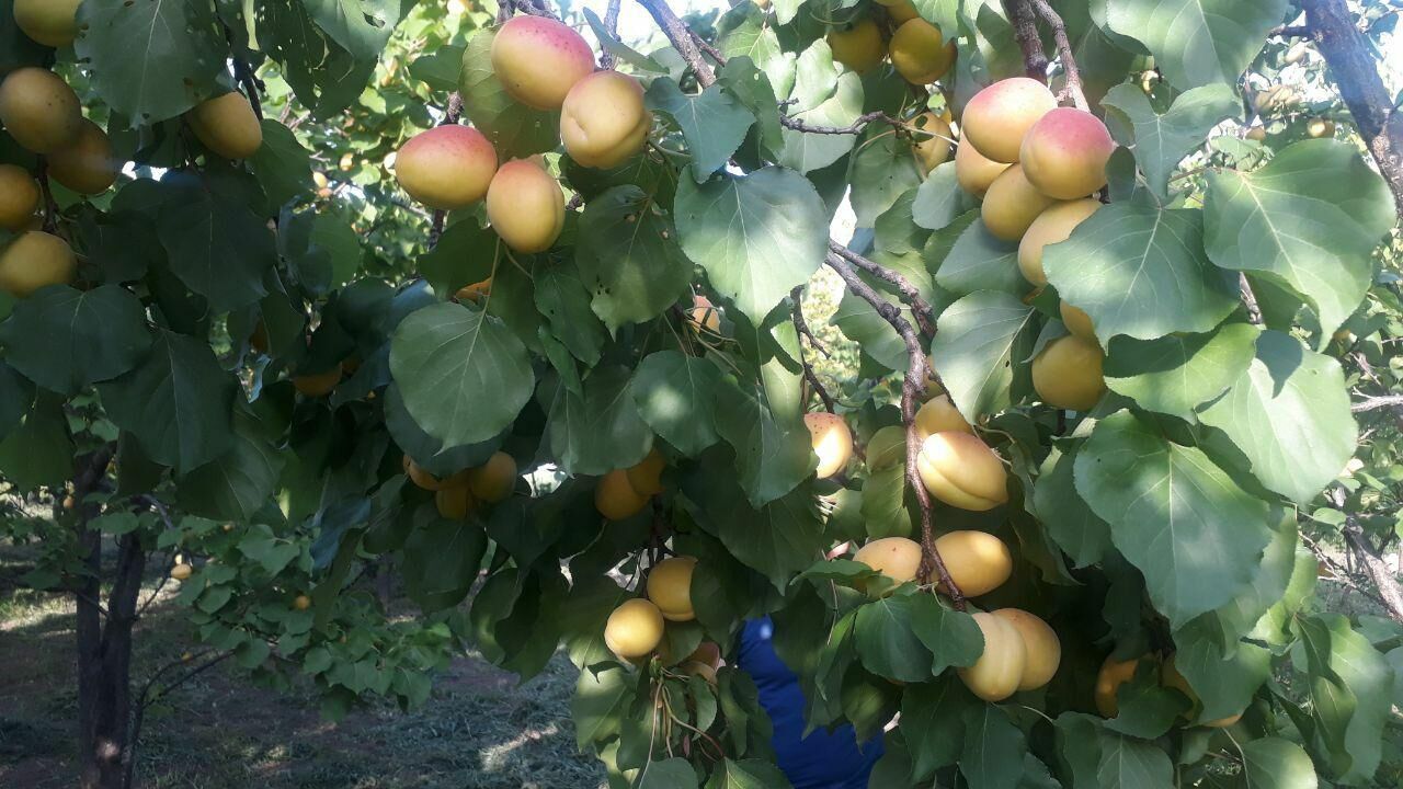 روز مزرعه میوه&zwnj;های سردسیری در روستای جمچین خاش برگزار شد