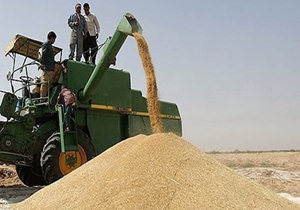 ۶۱۸ تن گندم مازاد بر نیاز کشاورزان خریداری شد