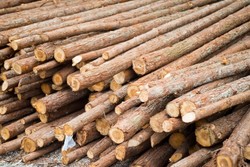 کشف بیش از ۵۰ تن چوب قاچاق در شهرستان طارم