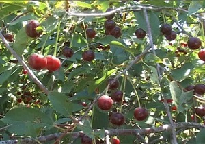 برداشت ۲ هزار و ۴۷۵ تن گیلاس و آلبالو در خلخال