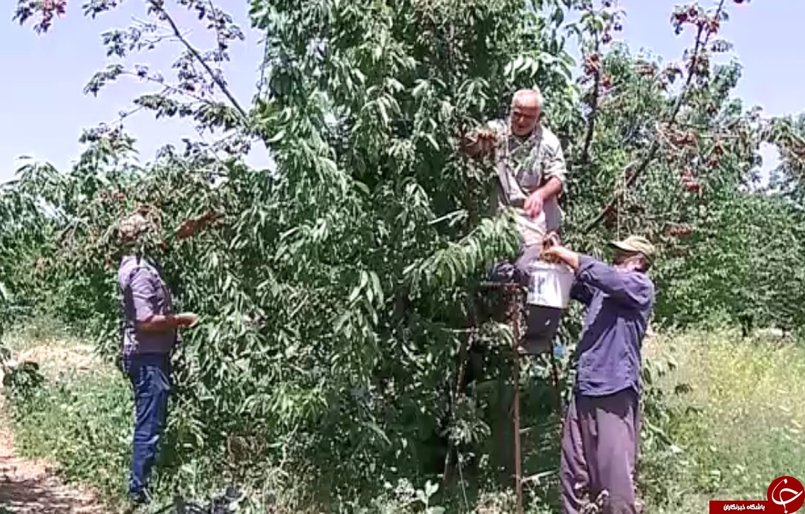 پیش بینی برداشت ۴۰۰ تن گیلاس از باغات محلات