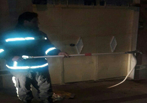 به دام انداختن مار در منطقه مسکونی شهرستان مهاباد