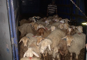 آغاز طرح تابستانی پلیس راهور در اردبیل