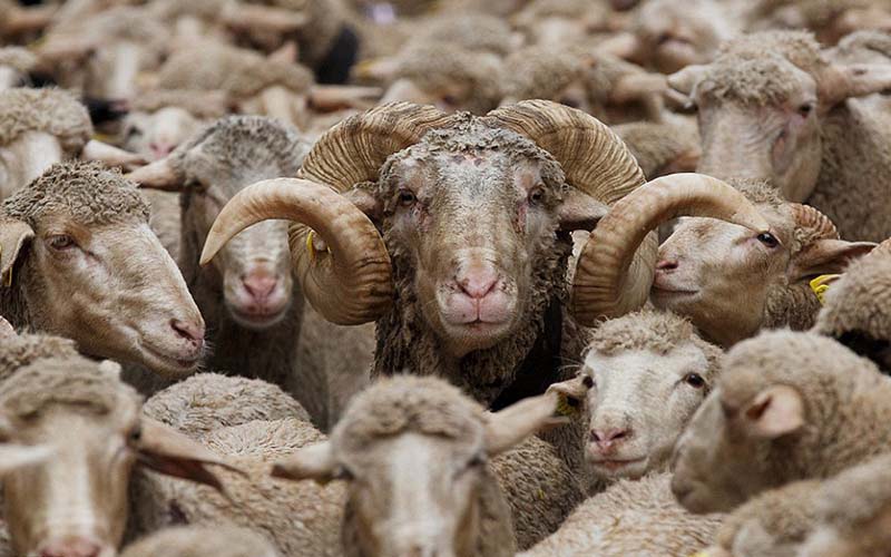 ادعای صادرات گوسفند زنده به کشور‌های عربی تکذیب شد