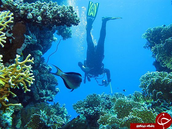 دانستنی&zwnj;هایی شگفت انگیز از عکاسی زیر آب