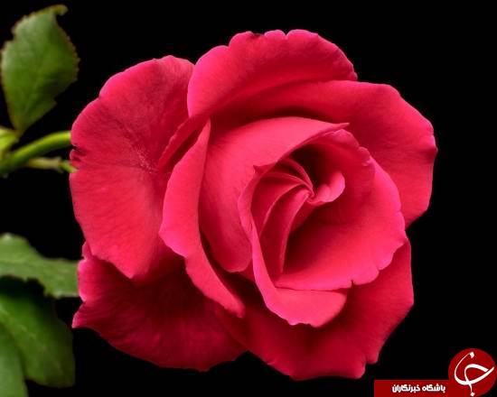 افشای اسراری که شما را در عکاسی ماکرو موفقتر میکند! افشای اسراری که شما را در عکاسی ماکرو موفقتر میکند!