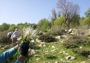 وجود ۲ هزار گونه گیاه دارویی در کشور