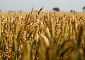 برداشت بیش از ۱۰ هزار تن گندم و جو در دهاقان