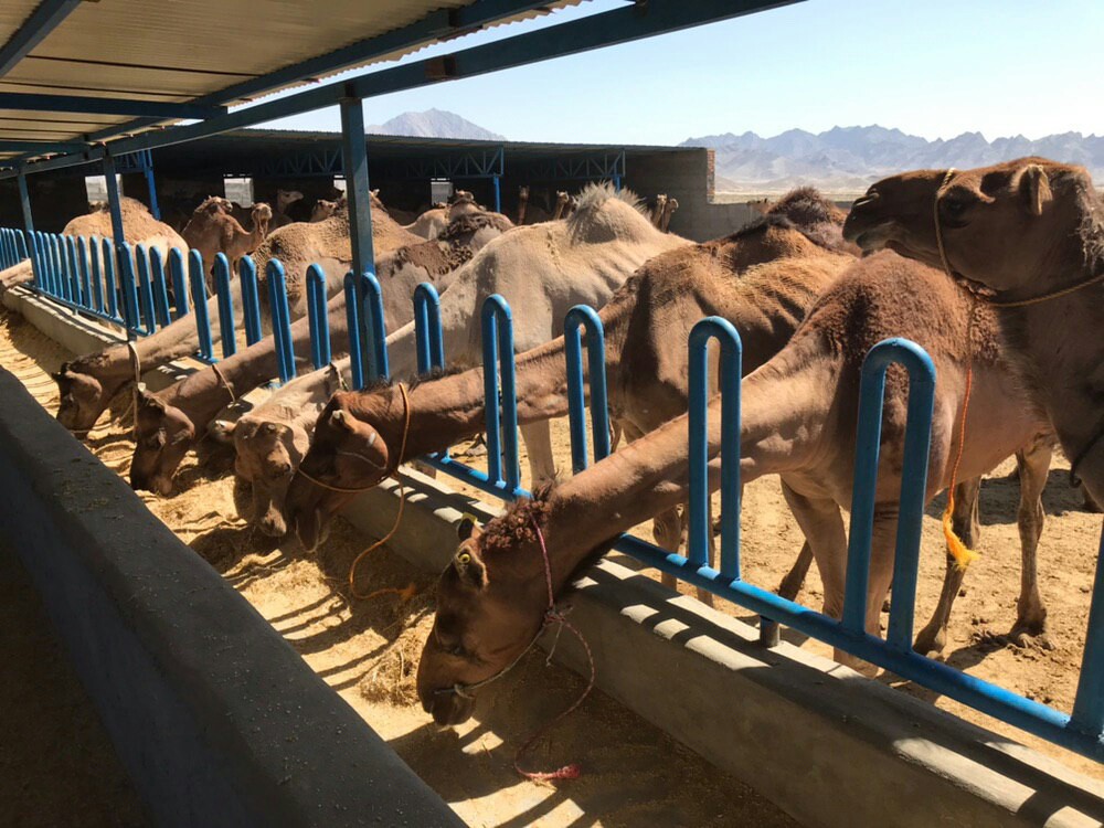 واردات شتر شیری به سیستان وبلوچستان با هدف توسعه صنعت شتر داری/ اولین محموله شتر شیری از طریق مرز پاکستان وارد زاهدان شد