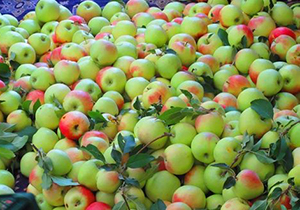 آغاز برداشت سیب گلاب از باغ‌های مرودشت