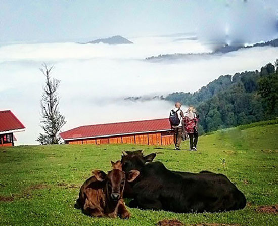 تابستان&zwnj;گردی در طبیعت زیبای ماسال