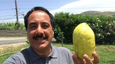 گزارش موبایلی معصومی&zwnj;نژاد درباره میوه بالنگ + فیلم