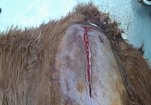 نجات یک راس بزغاله زخمی در سربیشه