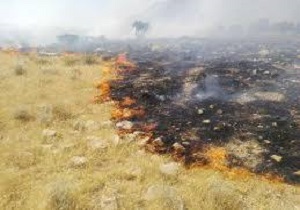۴هکتار از علفزار‌های باغستان قزوین طعمه حریق شد