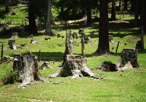 دستگیری عوامل قطع درختان درشهر ریجاب