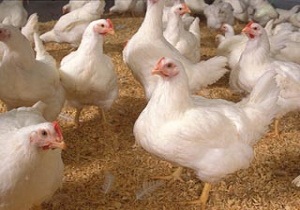 سرپل ذهاب پایلوت اجرای طرح اشتغالزایی در کشور