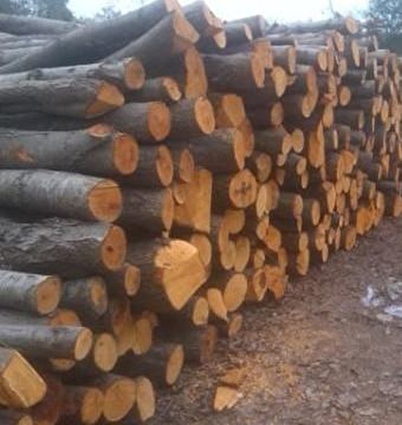 کشف ۵ تن چوب قاچاق در رشت