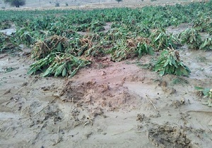 پرداخت  غرامت به سیل زدگان کردستانی