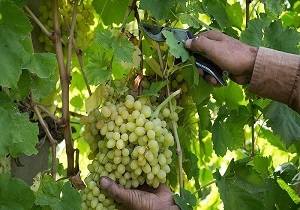 برداشت 16 هزار تن انگور از تاکستان‌های خراسان جنوبی