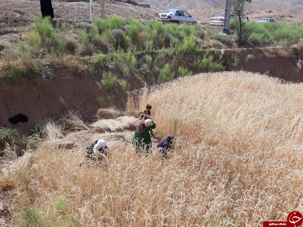 جشنواره غذا و بازیهای بومی و محلی در روستای بغیجان راور + تصاویر جشنواره غذا و بازیهای بومی و محلی در روستای بغیجان راور + تصاویر