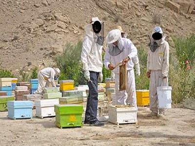 تولید ۸ تن عسل در خاش