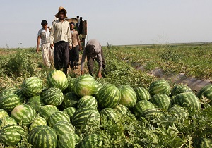 اختصاص ۲۵۰۰ هکتار از اراضی دشت مغان به کشت هندوانه