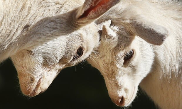 بز&zwnj;ها هم احساساتی می&zwnj;شوند!