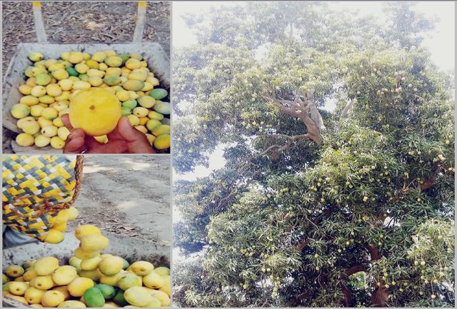 حال و احوالی از باغداران انبه در یکی از روزهای گرم تابستان/سودی برای دلالان نه برای کشاورزان