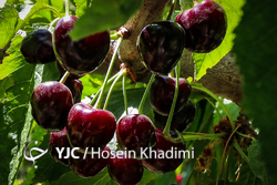 برداشت خوشه‌های طلایی