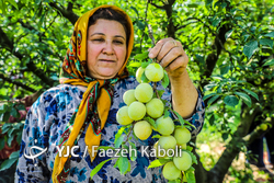 برداشت خوشه‌های طلایی