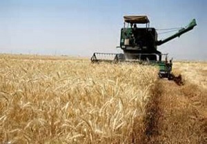 پیش بینی بیش از ۱۰ هزار تن گندم از مزارع شهرستان مبارکه