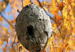 اصطبلی لاکچری برای پرورش اسب + فیلم
