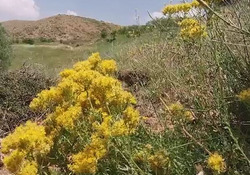 چشم&zwnj;اندازی از طبیعت تابستانی در نهاوند + فیلم