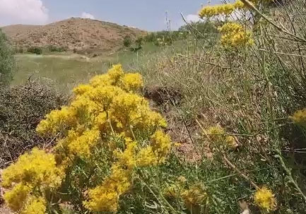 چشم‌اندازی از طبیعت تابستانی در نهاوند + فیلم